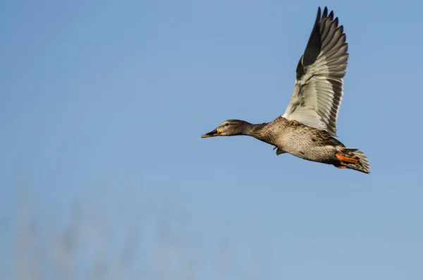 Mallard Duck Flyger Blå Himmel — Stockfoto