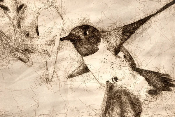 Black-Chinned Колибри в поисках нектара среди фиалки — стоковое фото
