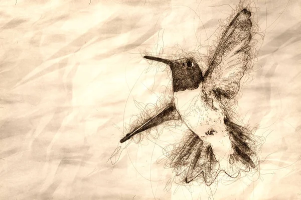 Svartchinnad kolibrier som söker efter nektar bland de orangea — Stockfoto