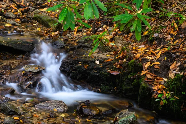 Wasser Läuft Den Herbstlichen Waldboden Hinunter — Stockfoto