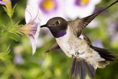 Siyah Çin Sinek Kuşu Mor Çiçekler Arasında Nektar Arıyor