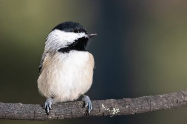 Carolina Chickadee İnce bir dala nazikçe tünedi
