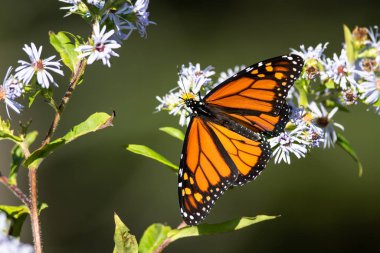 Kral kelebeği konaklayan çiçekten Nektar yudumluyor