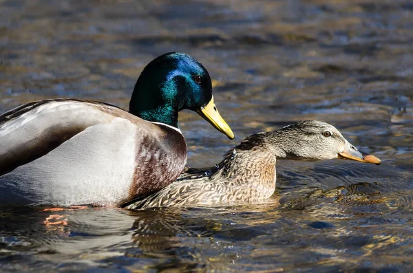 Par Patos Mallard Apareamiento Agua — Foto de Stock