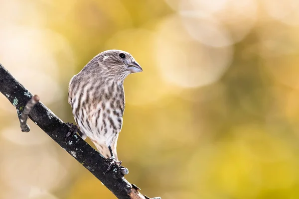 秋のブランチにパーチする家フィンチ — ストック写真