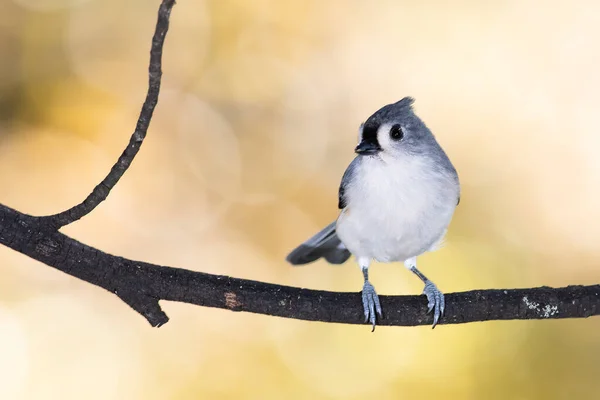 Tufted Titmouse Empoleirado Ramo Outono — Fotografia de Stock