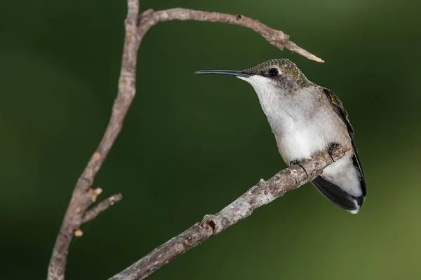 Ruby Throated Hummingbird Uppflugen Delicately Smal Twig — Stockfoto