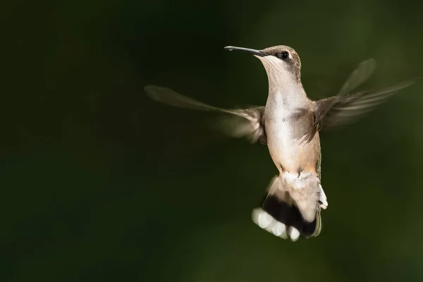 Rubino Dalla Gola Hummingbird Librarsi Volo Profondità Nella Foresta Verde — Foto Stock