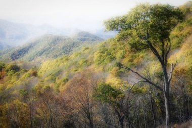 Appalachian Dağlarında Gizemli Sonbahar Blue Ridge Parkway boyunca görülüyor.
