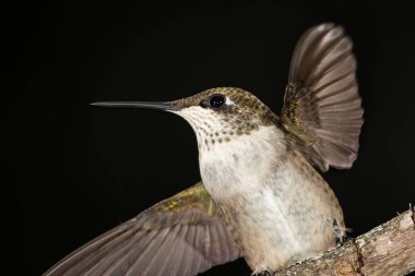 Bir Ruby Throated Hummingbird 'ü Karanlık Bir Arkaplana Karşı