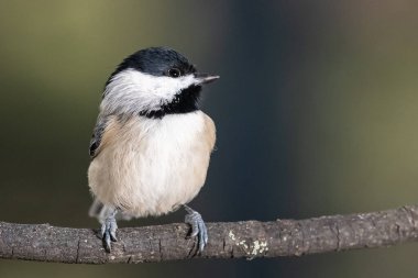 Carolina Chickadee İnce bir dala nazikçe tünedi