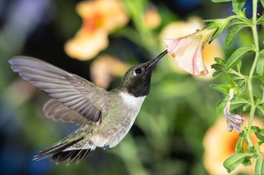 Siyah Çin Sinek Kuşu Portakal Çiçekleri Arasında Nektar Arıyor