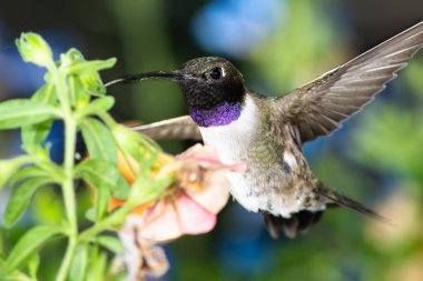 Siyah Çin Sinek Kuşu Portakal Çiçekleri Arasında Nektar Arıyor