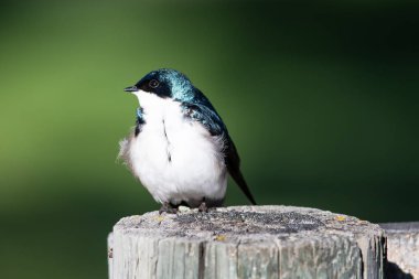 Ağaç Kırlangıcı eski bir ahşap çit direğine tünemiş.