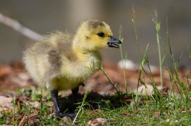 Yeni doğmuş Goslings Şikayet etmeyi, Tartışmayı, Scrabble ve Ciyaklamayı Öğreniyor