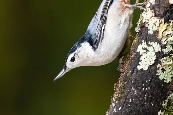 Profile White Breasted Nuthatch Perched Weathered Tree Branch — Stock Photo, Image