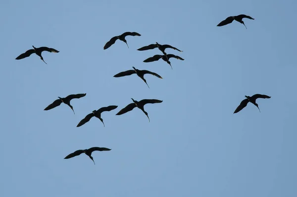 Manada Ibis Cara Blanca Volando Cielo Azul —  Fotos de Stock
