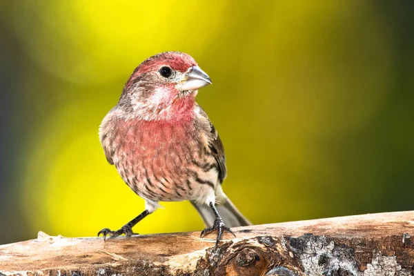 Hus Finch Perched Høstfilialen – stockfoto