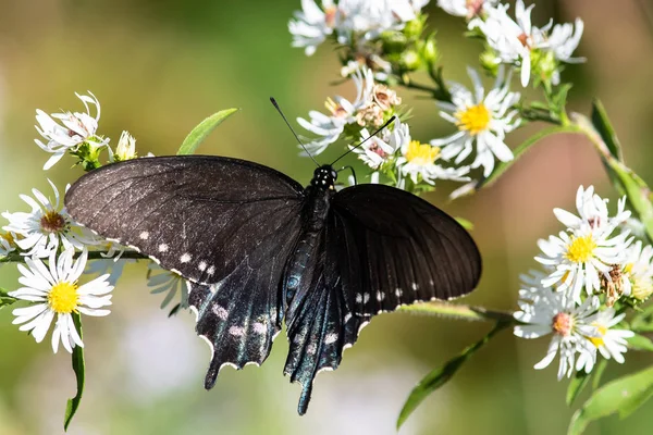 Spicebush Swallowtail Fjäril Smuttar Nektar Från Boende Blomma — Stockfoto