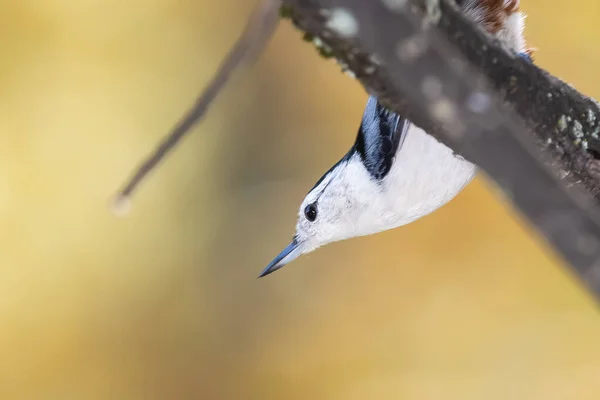 Wit Borst Nuthatch Neergestreken Een Herfst Tak — Stockfoto