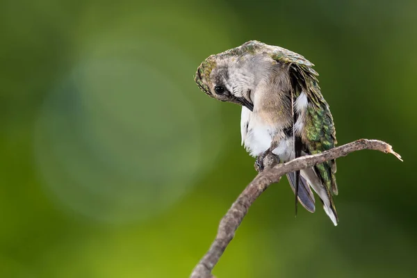 Ruby Throated Hummingbird Preening Medan Uppflugen Försiktigt Smal Twig — Stockfoto