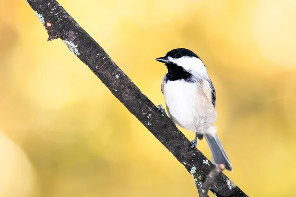 Carolina Chickadee Hockt Auf Einem Herbstlichen Zweig — Stockfoto