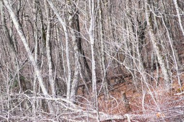 Lichen Ormanı Fantezi Dünyası 'nda Var Olmuş Gibi Kapladı