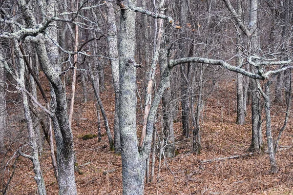 Lichen Pokrytý Les Jako Existoval Světě Fantazie — Stock fotografie