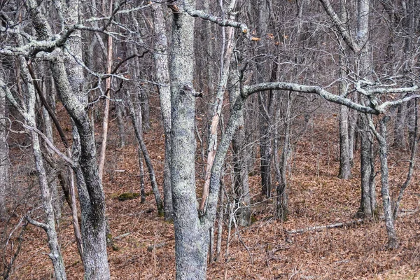 Lichen Covered Forest Existing Fantasy World — Stock Photo, Image