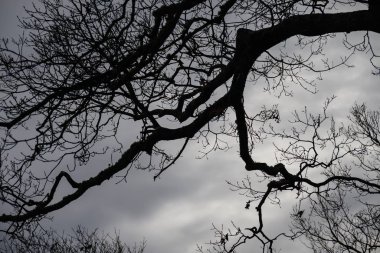 Soğuk Bulutlu Sabahta Uğursuz Siluetli Ağaç