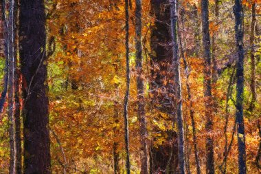 Yeşil Ormanın derinliklerinde saklı Sonbahar Renklerinin İzlenimci Biçim Sanatı