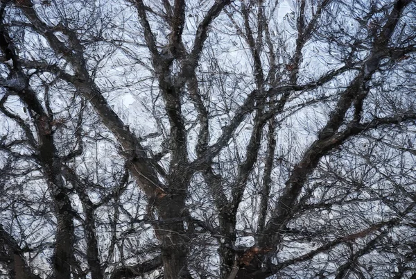 Impressionistic Style Artwork Silhouetted Limbs Winter Tree — Stock fotografie