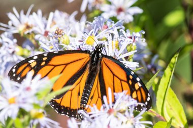 Kral kelebeği konaklayan çiçekten Nektar yudumluyor