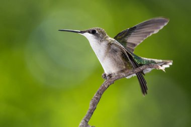 Ruby Gırtlak Sinek Kuşu İnce bir dala nazikçe tünedi