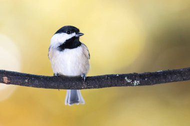 Carolina Chickadee Sonbahar dalına tünedi