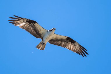 Yalnız Osprey mavi gökyüzünde uçan