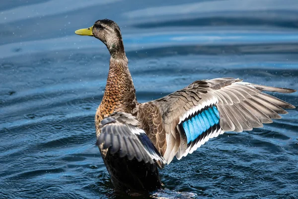 Mallard Duck Odpočívá Chladné Vodě Roztaženými Křídly — Stock fotografie