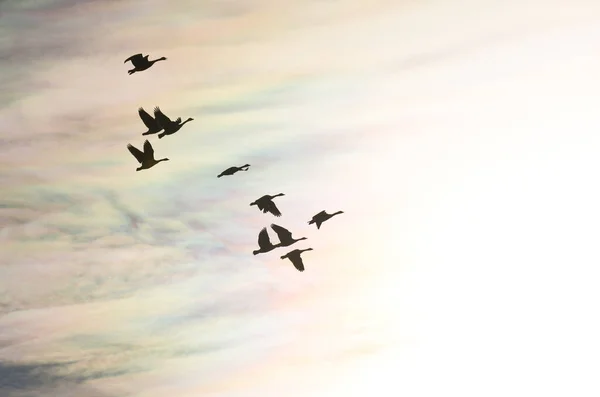 Schwarm Von Kanadagänsen Flug Die Strahlende Sonne — Stockfoto