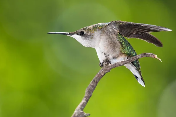 Ruby Throated Colibrí Encaramado Delicadamente Una Ramita Delgada —  Fotos de Stock