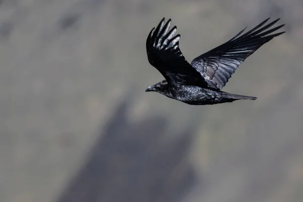 Vanliga Svarta Korpen Som Flyger Över Kanjongolvet — Stockfoto