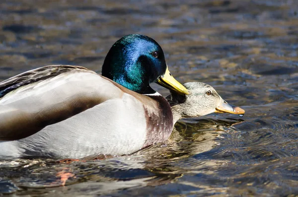 Dvojice Kachen Mallard Páření Vodě — Stock fotografie