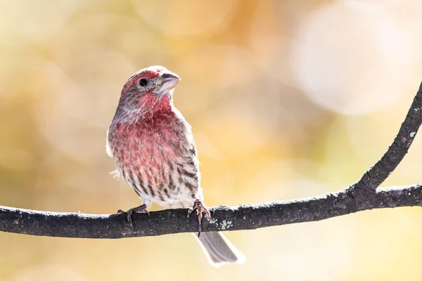 Casa Finch Encaramado Una Rama Otoño —  Fotos de Stock