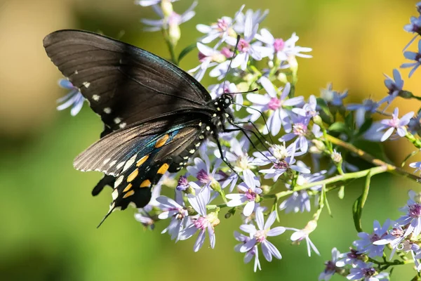 Spicebush Swallowtail Butterfly Sipping Nectar Uit Accommoderende Bloem Stockfoto