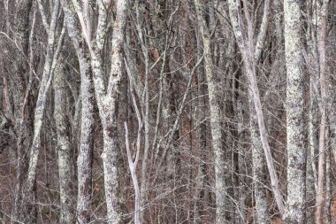 Lichen Ormanı Fantezi Dünyası 'nda Var Olmuş Gibi Kapladı