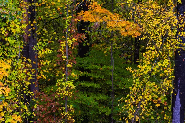 Εκπληκτικά Χρώματα Του Φθινοπώρου Κρυμμένα Βαθιά Στο Πράσινο Δάσος — Φωτογραφία Αρχείου