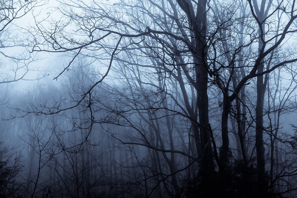 Mood Shadows of Silhouetted Trees in the Dark Misty Forest