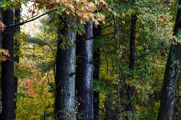 Impresionantes Colores Otoño Ocultos Profundo Del Bosque Verde —  Fotos de Stock