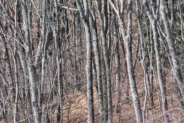 Forêt Couverte Lichens Comme Elle Existait Dans Monde Fantastique — Photo