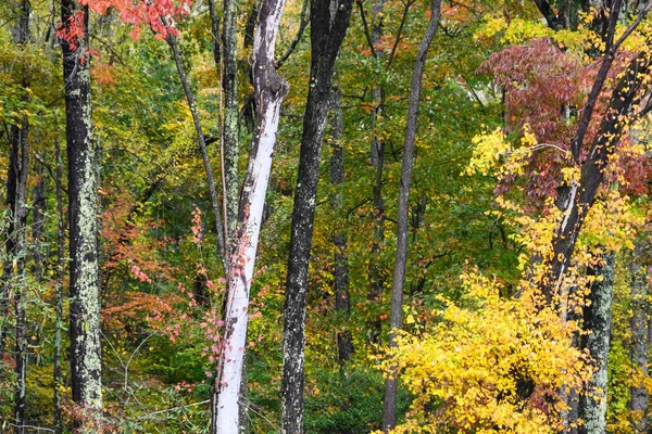 Atemberaubende Herbstfarben Tief Grünen Wald Versteckt — Stockfoto