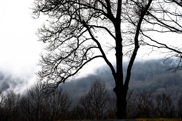Ominous Silhouetted Tree Zimny Mglisty Poranek — Zdjęcie stockowe